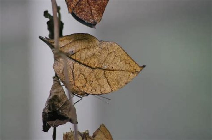 What does the dead leaf butterfly eat