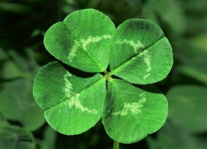 What does the four flower look like