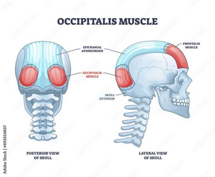 What does the occipital belly do