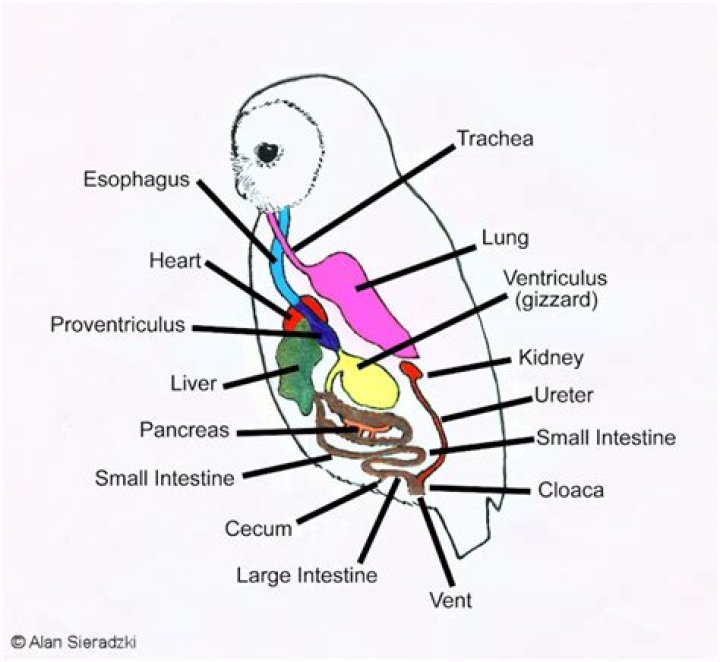 What does the owl pellet reveal about the owls digestive system