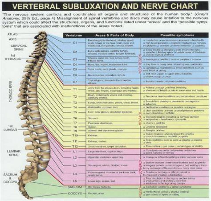What does the t8 nerve control