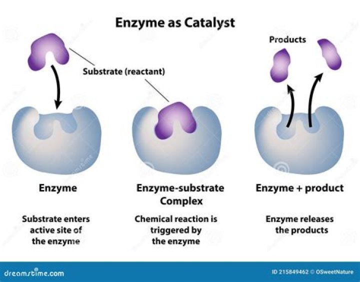 What enzymes are used to make dairy