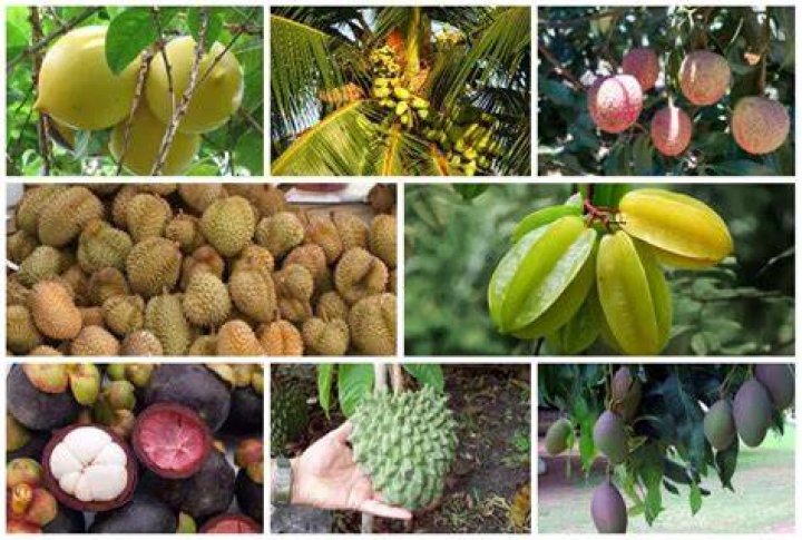 What fruit trees grow in Hawaii