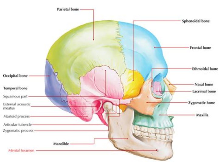 What gives the mental foramen its name
