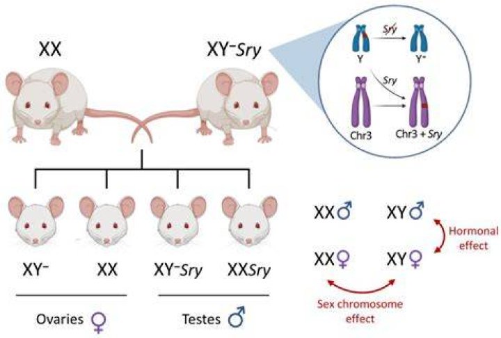 What happens if an XY individual is missing the SRY gene