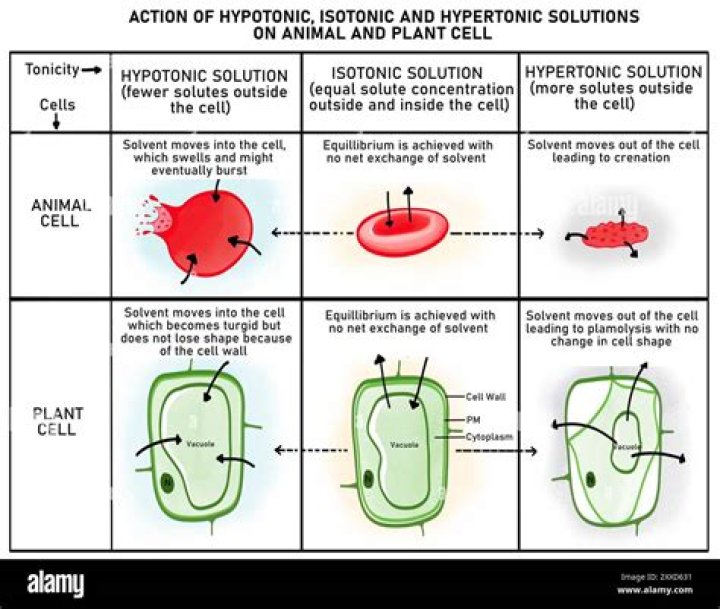 What happens in animal cells after the end of mitosis