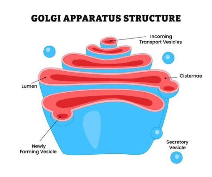 What happens in the Golgi apparatus