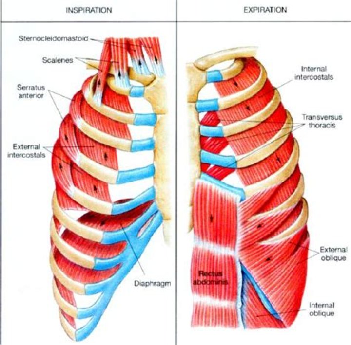 What happens to the intercostal muscles when you breathe in