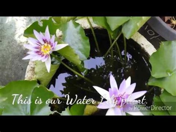 What insects eat water lilies