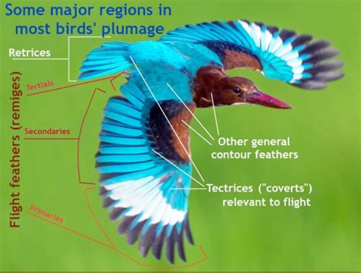 What is a birds plumage