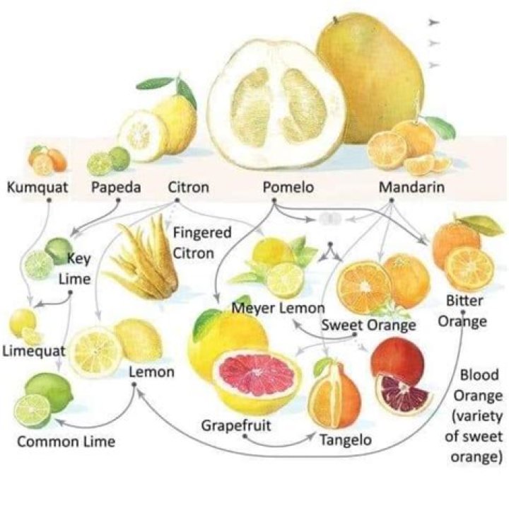 What is a citrus scale