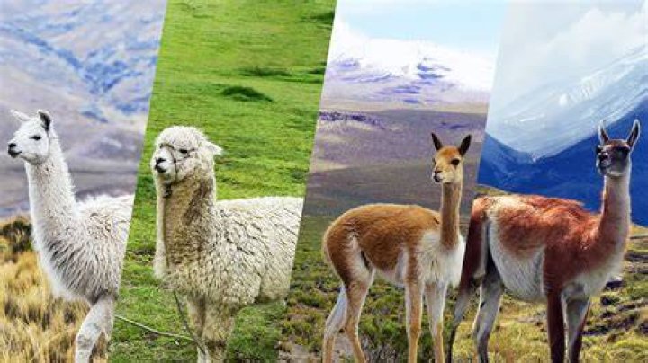 What is a common property of fibers from llamas and alpacas