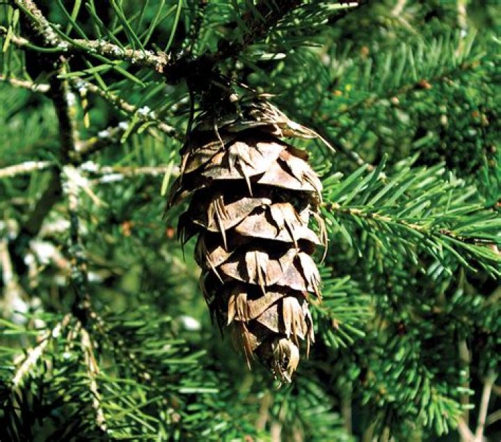 What is a fir cone