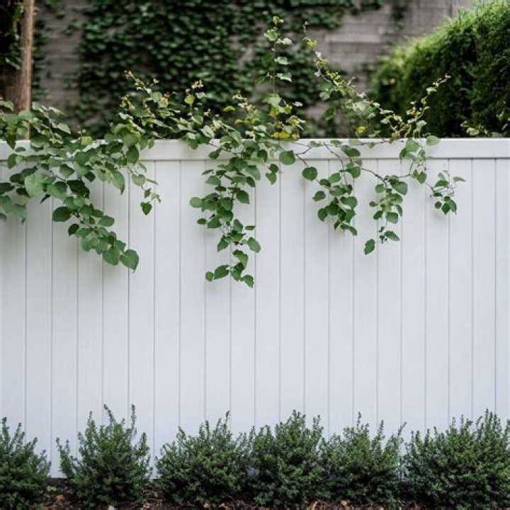 What is a good vine to grow on a fence