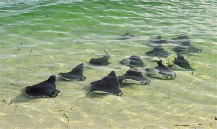 What is a group of bat rays called