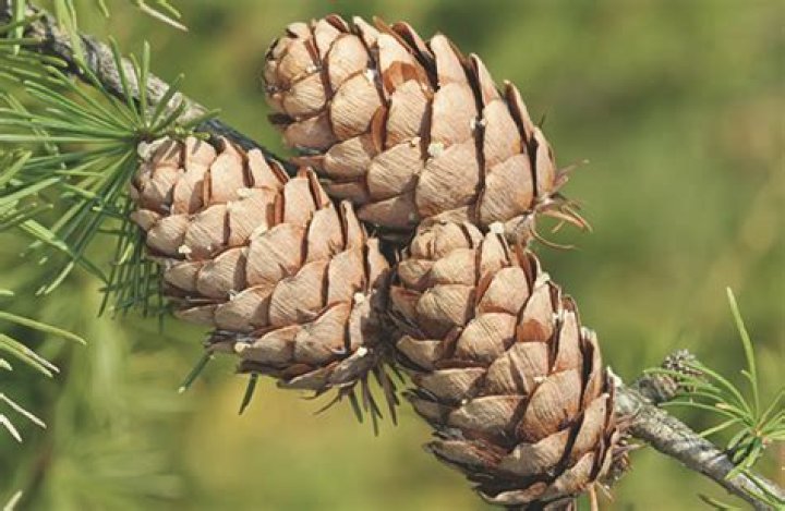 What is a Niger pine