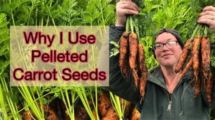 What is a pelleted carrot seed