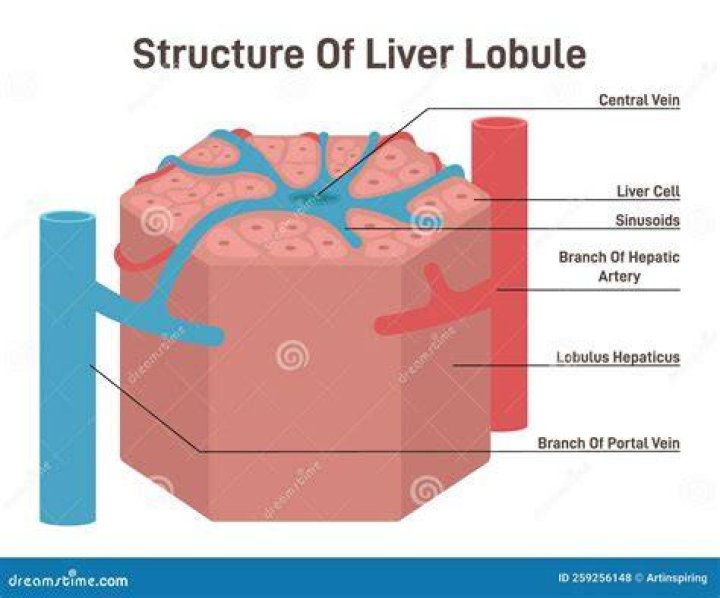 What is a portal lobule