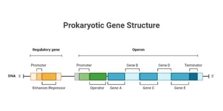 What is a prokaryotic gene