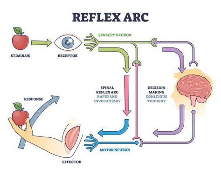 What is a reflex psychology