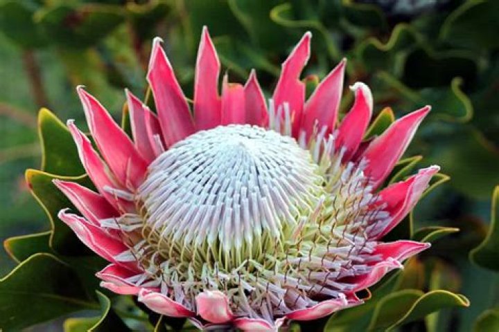 What is a South African lily