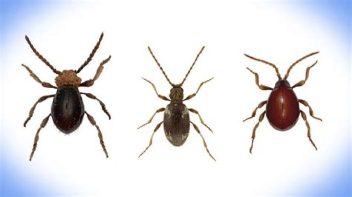 What is a spider beetle look like