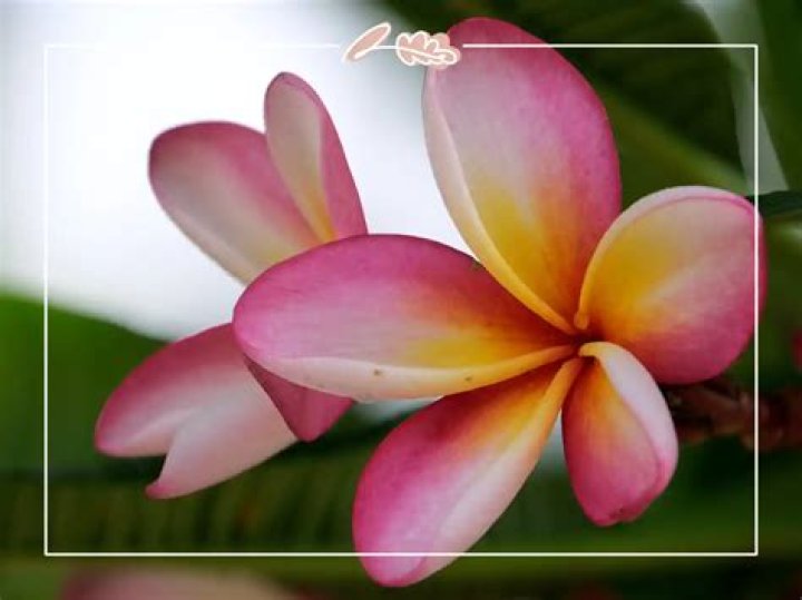 What is a sweet smelling flower