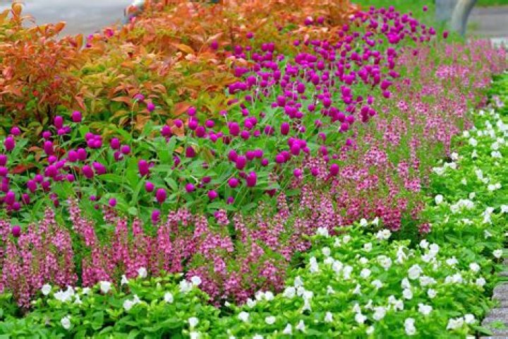 What is a tender annual plant
