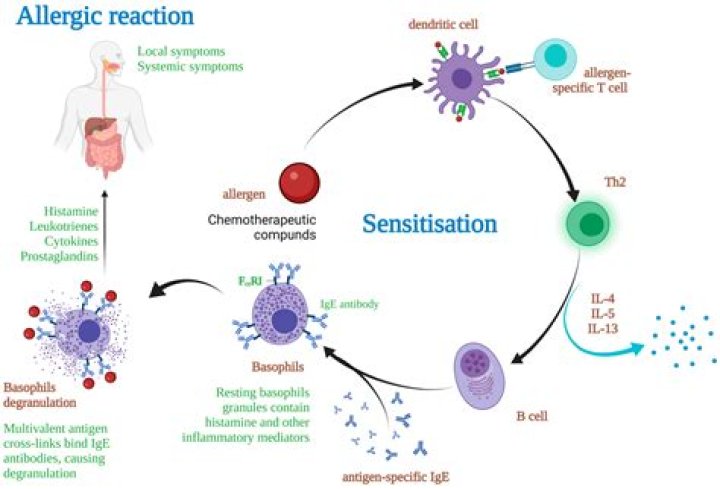 What is allergic alveolitis