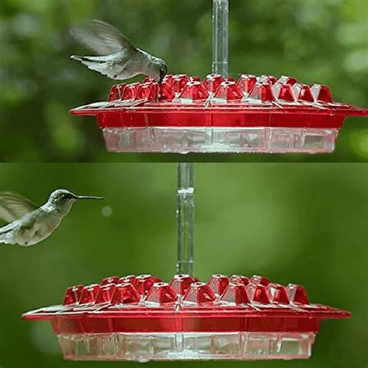 What is an ant moat in a hummingbird feeder