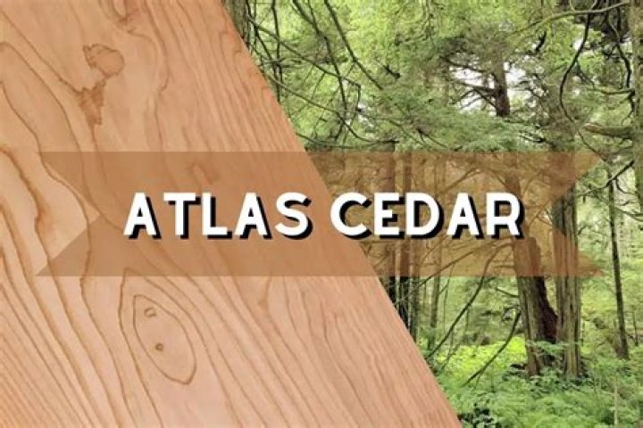What is Atlas cedar