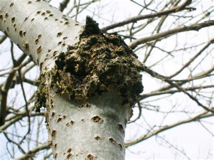 What is canker disease in trees