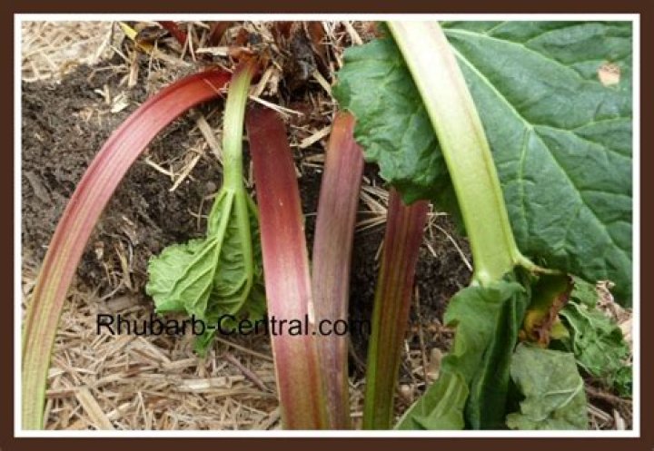 What is crown rot in rhubarb