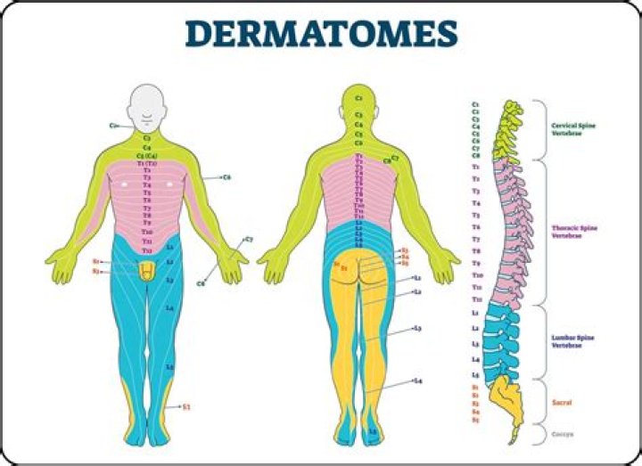 What is Dermatome testing