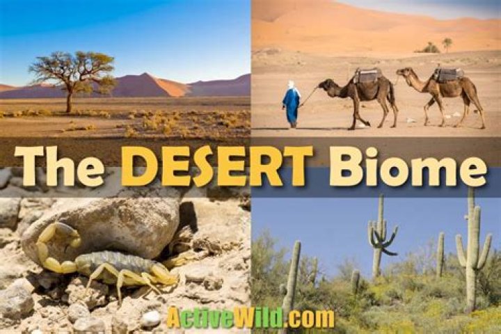 What is desert biome