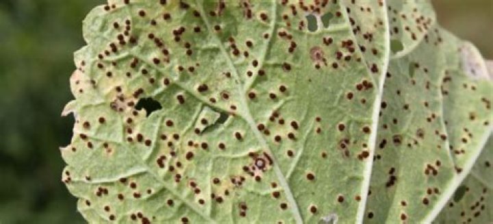 What is eating my hollyhock leaves