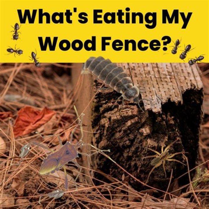 What is eating the wood on my deck