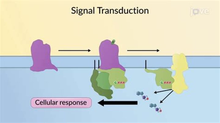 What is happening in the mating signal transduction pathway in yeast