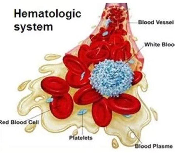 What is hematologic system