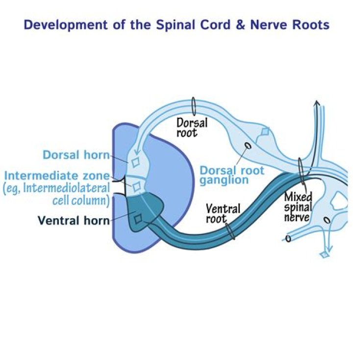 What is in the dorsal and ventral roots of the spinal cord