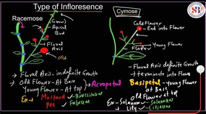 What is inflorescence of a flower