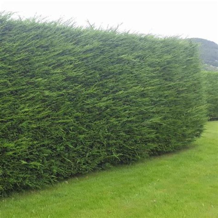 What is killing my leylandii hedge
