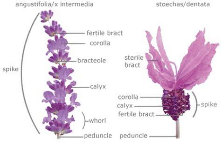 What is Lavandula angustifolia used for