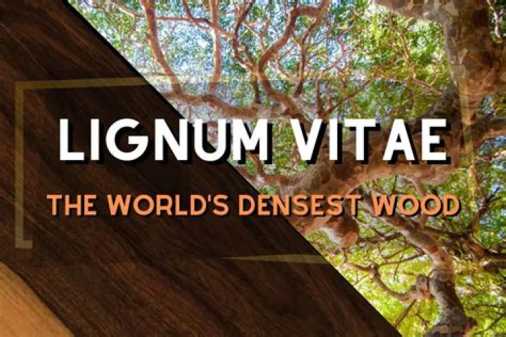 What is lignum vitae wood used for