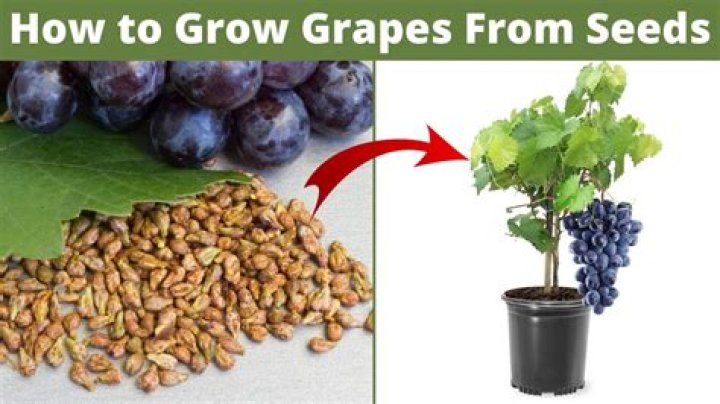 What is needed to grow grapes