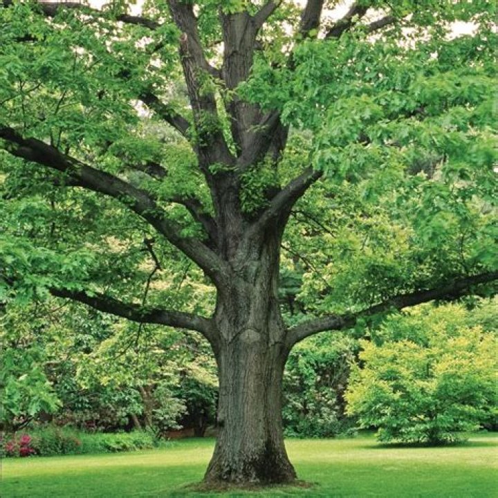 What is northern red oak used for