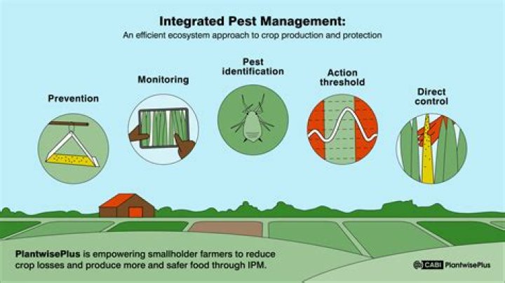 What is pest and pest control
