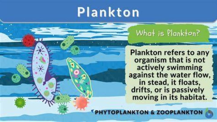 What is plankton short