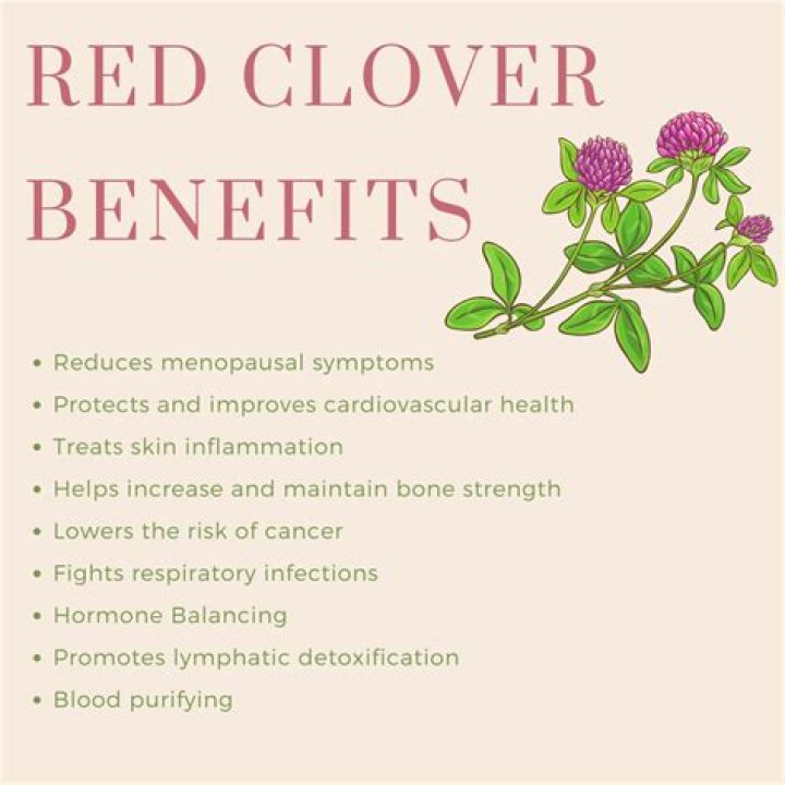 What is red clover tea good for