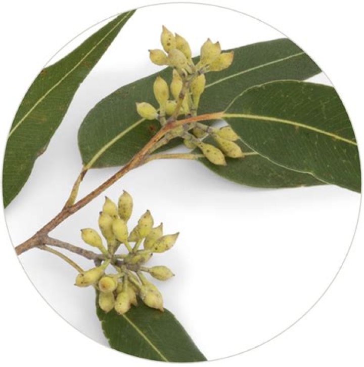 What is seeded eucalyptus